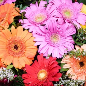 Gerbera Daisy Live Plant Set - Red, Pink, Yellow Flowering Plants - Set of 3