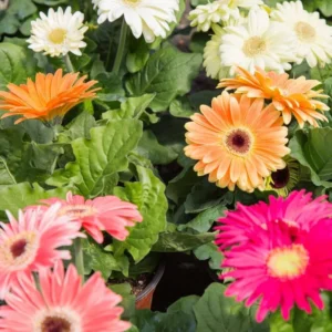 Gerbera Daisy Live Plant Set - Red, Pink, Yellow Flowering Plants - Set of 3