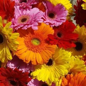 Gerbera Daisy Live Plant Set - Red, Pink, Yellow Flowering Plants - Set of 3