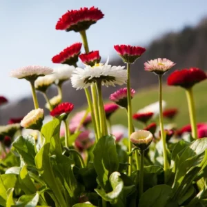 Gerbera Daisy Live Plant Set - Red, Pink, Yellow Flowering Plants - Set of 3