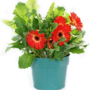 Gerbera Daisy Live Plant Set - Red, Pink, Yellow Flowering Plants - Set of 3