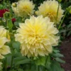 Giant Dinnerplate Dahlia Bulbs Kelvin Floodlight Yellow Tuber for Planting