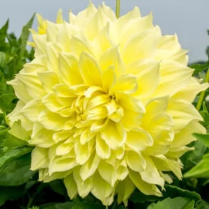 Giant Dinnerplate Dahlia Bulbs Kelvin Floodlight Yellow Tuber for Planting