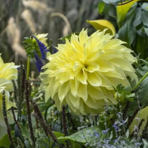 Giant Dinnerplate Dahlia Bulbs Kelvin Floodlight Yellow Tuber for Planting