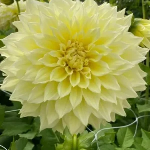 Giant Dinnerplate Dahlia Bulbs Kelvin Floodlight Yellow Tuber for Planting