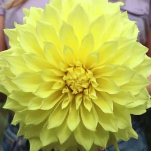 Giant Dinnerplate Dahlia Bulbs Kelvin Floodlight Yellow Tuber for Planting