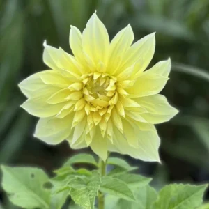 Giant Dinnerplate Dahlia Bulbs Kelvin Floodlight Yellow Tuber for Planting