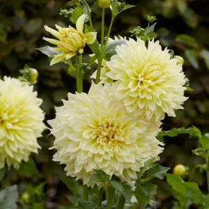 Giant Dinnerplate Dahlia Bulbs Kelvin Floodlight Yellow Tuber for Planting