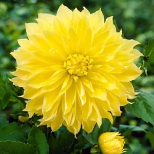 Giant Dinnerplate Dahlia Bulbs Kelvin Floodlight Yellow Tuber for Planting