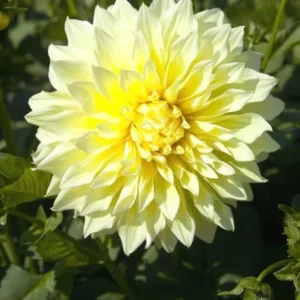 Giant Dinnerplate Dahlia Bulbs Kelvin Floodlight Yellow Tuber for Planting