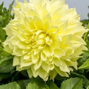 Giant Dinnerplate Dahlia Bulbs Kelvin Floodlight Yellow Tuber for Planting