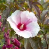 Giant Hibiscus Perennial Plant - 4 Inch Pot - Colorful Burgundy Foliage