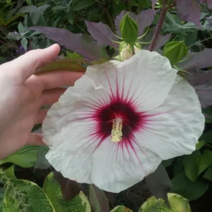 Giant Hibiscus Perennial Plant - 4 Inch Pot - Colorful Burgundy Foliage
