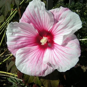 Giant Hibiscus Perennial Plant - 4 Inch Pot - Colorful Burgundy Foliage