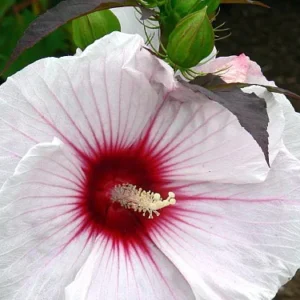 Giant Hibiscus Perennial Plant - 4 Inch Pot - Colorful Burgundy Foliage