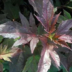 Giant Hibiscus Perennial Plant - 4 Inch Pot - Colorful Burgundy Foliage
