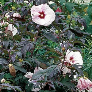 Giant Hibiscus Perennial Plant - 4 Inch Pot - Colorful Burgundy Foliage