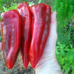 Giant Marconi Pepper Plant - Italian Sweet Red - 2.5 inch Pot Vegetable