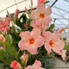 Giant Peach Sunrise Dipladenia Madinia Live Plant - 25 to 30 inch Height - 1 Gallon Pot