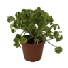Giant Shamrock Tree Oxalis Plant - 2.5 Inch Pot - Unique Foliage