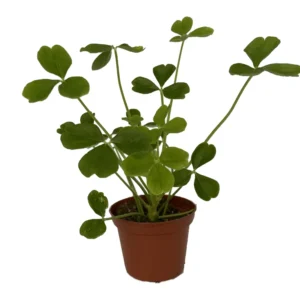 Giant Shamrock Tree Oxalis Plant - 2.5 Inch Pot - Unique Foliage