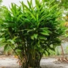 Ginger Plants Live - 3 Pack Herb Plant - 5-6 Inches Tall - Green
