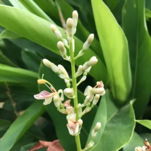 Ginger Plants Live - 3 Pack Herb Plant - 5-6 Inches Tall - Green