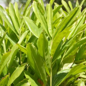 Ginger Plants Live - 3 Pack Herb Plant - 5-6 Inches Tall - Green