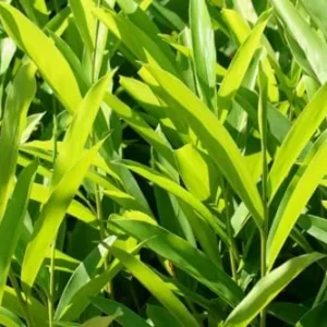 Ginger Plants Live - 3 Pack Herb Plant - 5-6 Inches Tall - Green