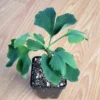 Ginkgo Biloba Tree Seedling- Ginkgo Tree - 4-6 Inches Tall - Ready to Plant
