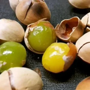 Ginkgo Biloba Tree Seedling- Ginkgo Tree - 4-6 Inches Tall - Ready to Plant