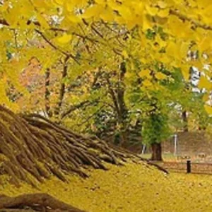 Ginkgo Biloba Tree Seedling- Ginkgo Tree - 4-6 Inches Tall - Ready to Plant