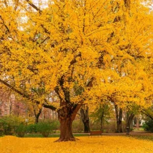 Ginkgo Biloba Tree Seedling- Ginkgo Tree - 4-6 Inches Tall - Ready to Plant