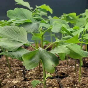 Ginkgo Biloba Tree Seedling- Ginkgo Tree - 4-6 Inches Tall - Ready to Plant