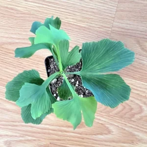 Ginkgo Biloba Tree Seedling- Ginkgo Tree - 4-6 Inches Tall - Ready to Plant