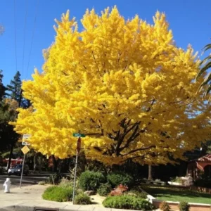 Ginkgo Tree Live Plant - 1 Year Old - Well Rooted - Quart Pot Ready to Grow
