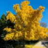Ginkgo Tree Live Plant - 1 Year Old - Well Rooted - Quart Pot Ready to Grow