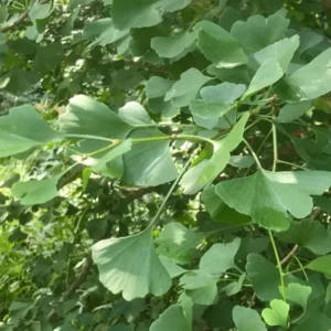 Ginkgo Tree Live Plant - 1 Year Old - Well Rooted - Quart Pot Ready to Grow