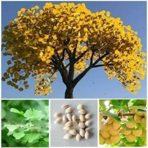 Ginkgo Tree Live Plant - 1 Year Old - Well Rooted - Quart Pot Ready to Grow