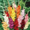Gladiolus Rainbow Mixture Flower Bulbs - 10 Large Flowering Size 14/16 cm - Assorted Colors