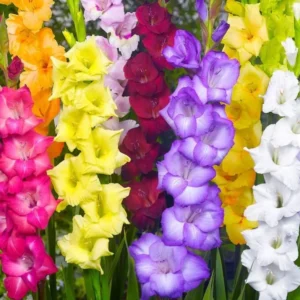 Gladiolus Rainbow Mixture Flower Bulbs - 10 Large Flowering Size 14/16 cm - Assorted Colors