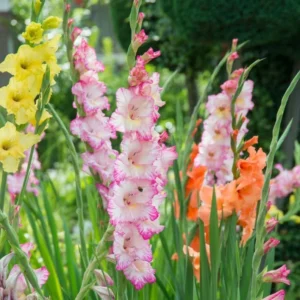 Gladiolus Rainbow Mixture Flower Bulbs - 10 Large Flowering Size 14/16 cm - Assorted Colors