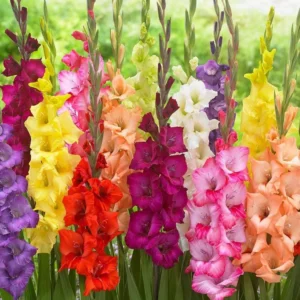Gladiolus Rainbow Mixture Flower Bulbs - 10 Large Flowering Size 14/16 cm - Assorted Colors