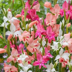 Gladiolus Rainbow Mixture Flower Bulbs - 10 Large Flowering Size 14/16 cm - Assorted Colors