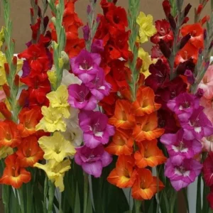 Gladiolus Rainbow Mixture Flower Bulbs - 10 Large Flowering Size 14/16 cm - Assorted Colors