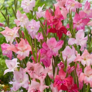 Gladiolus Rainbow Mixture Flower Bulbs - 10 Large Flowering Size 14/16 cm - Assorted Colors