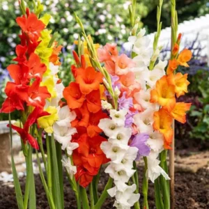 Gladiolus Rainbow Mixture Flower Bulbs - 10 Large Flowering Size 14/16 cm - Assorted Colors