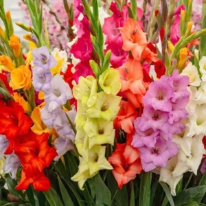 Gladiolus Rainbow Mixture Flower Bulbs - 10 Large Flowering Size 14/16 cm - Assorted Colors