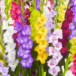 Gladiolus Rainbow Mixture Flower Bulbs - 10 Large Flowering Size 14/16 cm - Assorted Colors