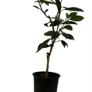 Glen Navel Orange Citrus Tree - 5 inch Pot - Indoor Outdoor Fruit Tree